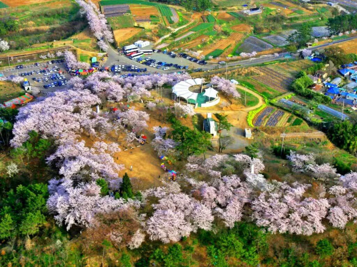 경남 사천 벚꽃 명소 선진리성, 3월 가족 나들이 추천 (사천시 여행, 가볼만한 곳)