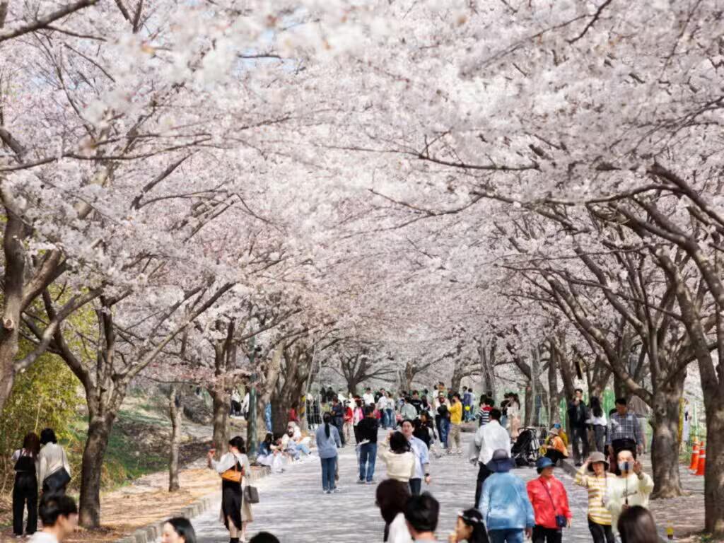 2025 고창 석정온천 벚꽃축제 가이드 (고창 여행, 가볼만한 곳, 3월 벚꽃) 3 고창