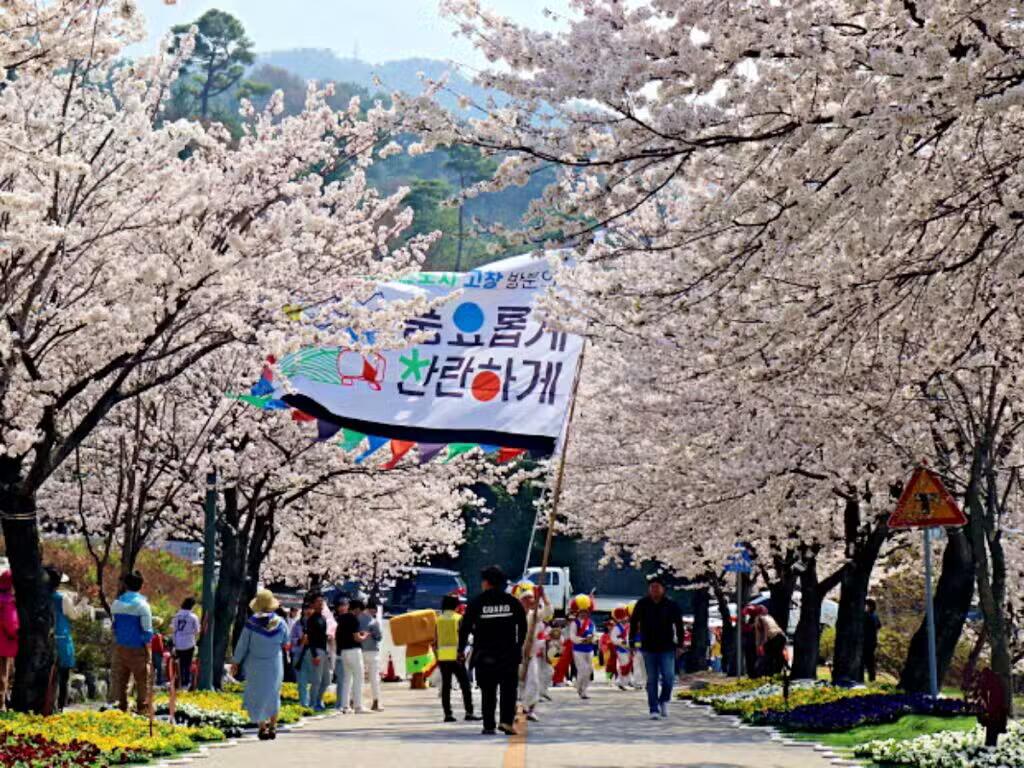 2025 고창 석정온천 벚꽃축제 가이드 (고창 여행, 가볼만한 곳, 3월 벚꽃) 2 고창