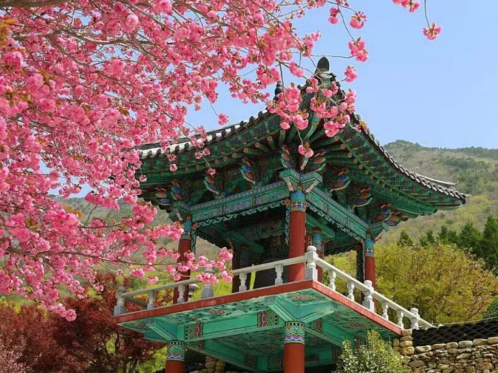 경남 사천 겹벚꽃 명소, 청룡사 극락계단 봄 여행지 추천 (사천시 여행, 4월 봄 나들이) 1 청룡사