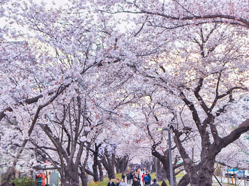 울산 울주 벚꽃 스탬프투어, 걷고 찍고 선물 받는 봄 여행 (울산 여행, 울주군 추천) 1 울주군