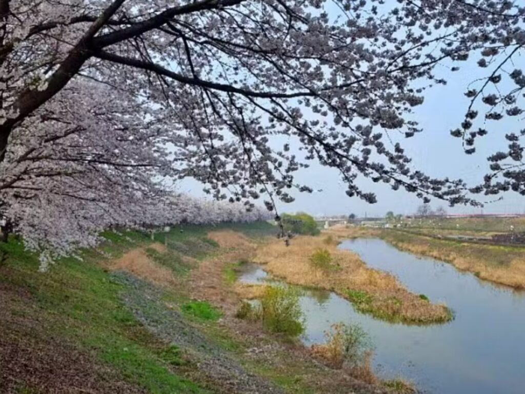 세종시