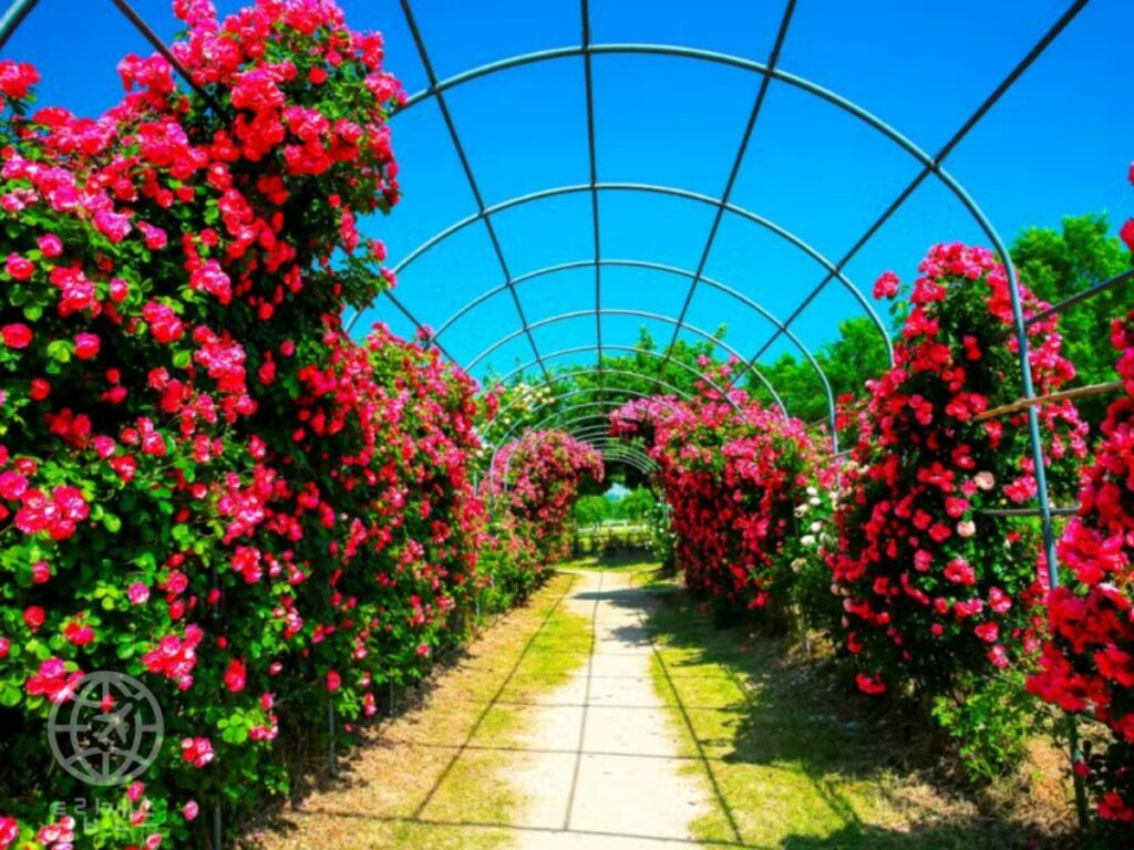 2025 서울 장미축제 가이드, 꼭 가야 할 명소 2곳 총정리 (선유도 공원, 중랑 장미 축제) 2 장미