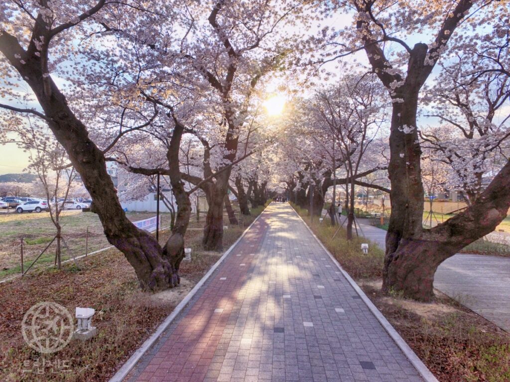 울산 울주 벚꽃 스탬프투어, 걷고 찍고 선물 받는 봄 여행 (울산 여행, 울주군 추천) 3 울주군