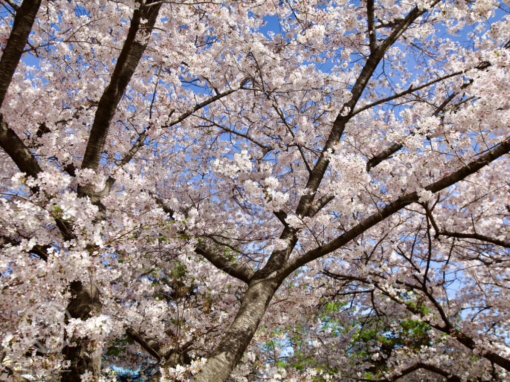울산 울주 벚꽃 스탬프투어, 걷고 찍고 선물 받는 봄 여행 (울산 여행, 울주군 추천) 2 울주군