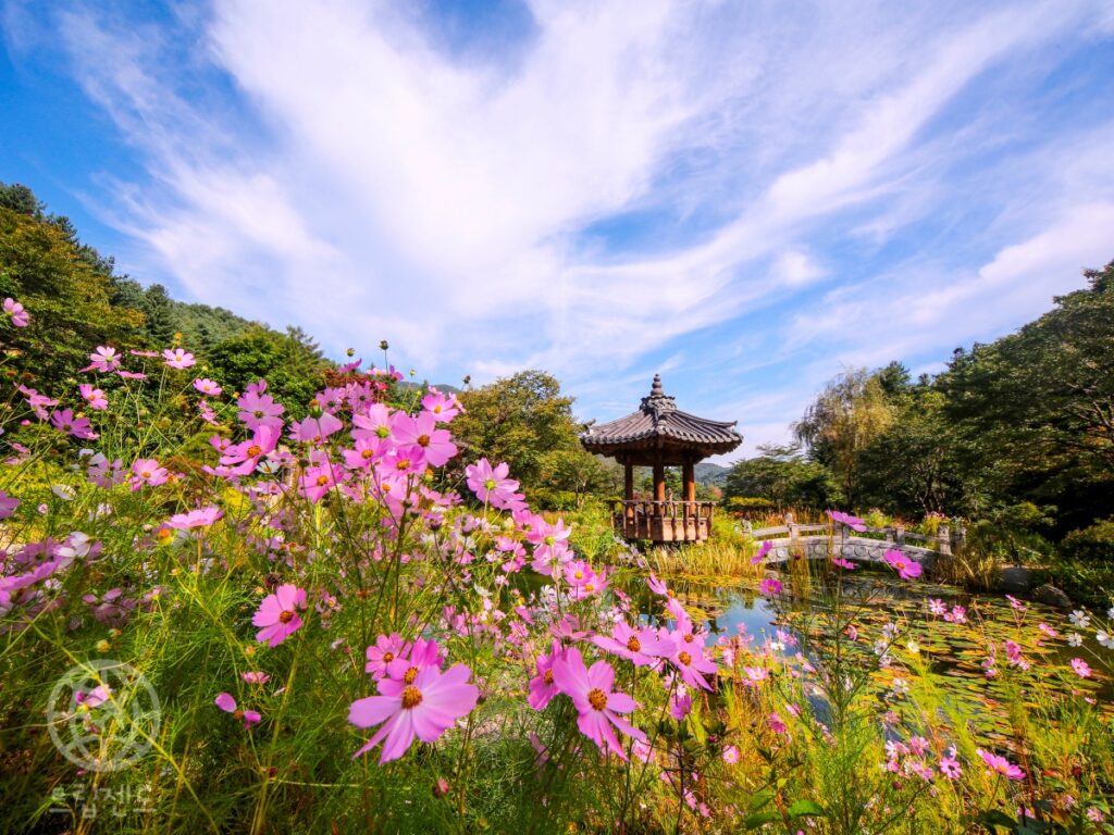 가평 아침고요수목원, 5천 종 식물 봄꽃 명소 (2025 봄꽃 페스타, 가평 여행, 가볼만한 곳) 4 가평
