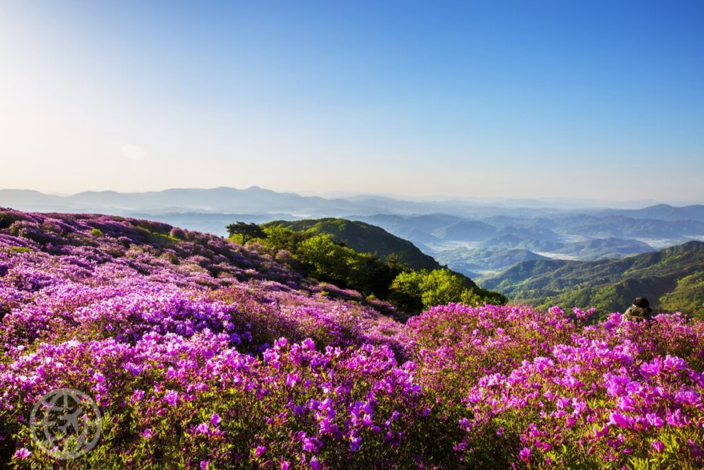 5월 경남 가볼만한 곳 추천, 2025 황매산 철쭉제 정보 총정리 (황매산 여행, 합천군 여행) 3 철쭉