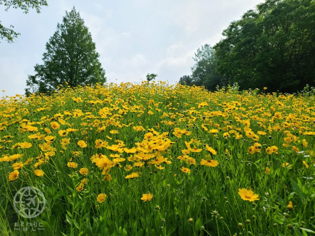 경남 함안 금계국 명소, 무료 입장 가능한 5월 꽃길 여행지 (함안군 여행, 5월 추천 여행지) 4 함안