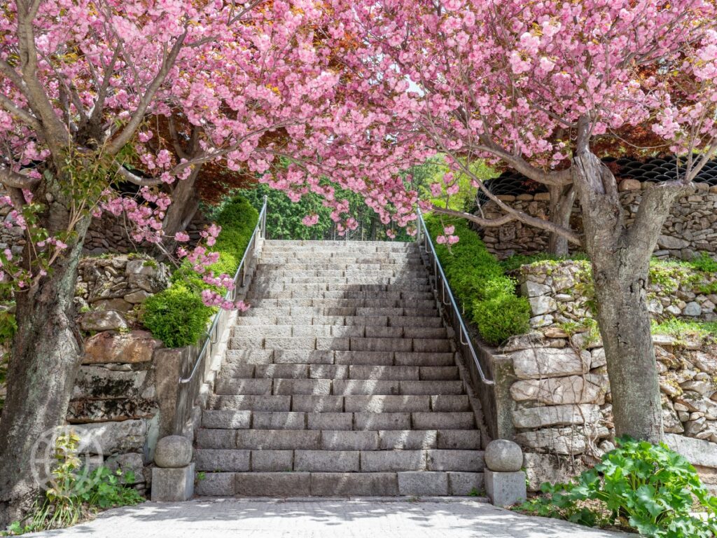 경남 사천 겹벚꽃 명소, 청룡사 극락계단 봄 여행지 추천 (사천시 여행, 4월 봄 나들이) 2 청룡사
