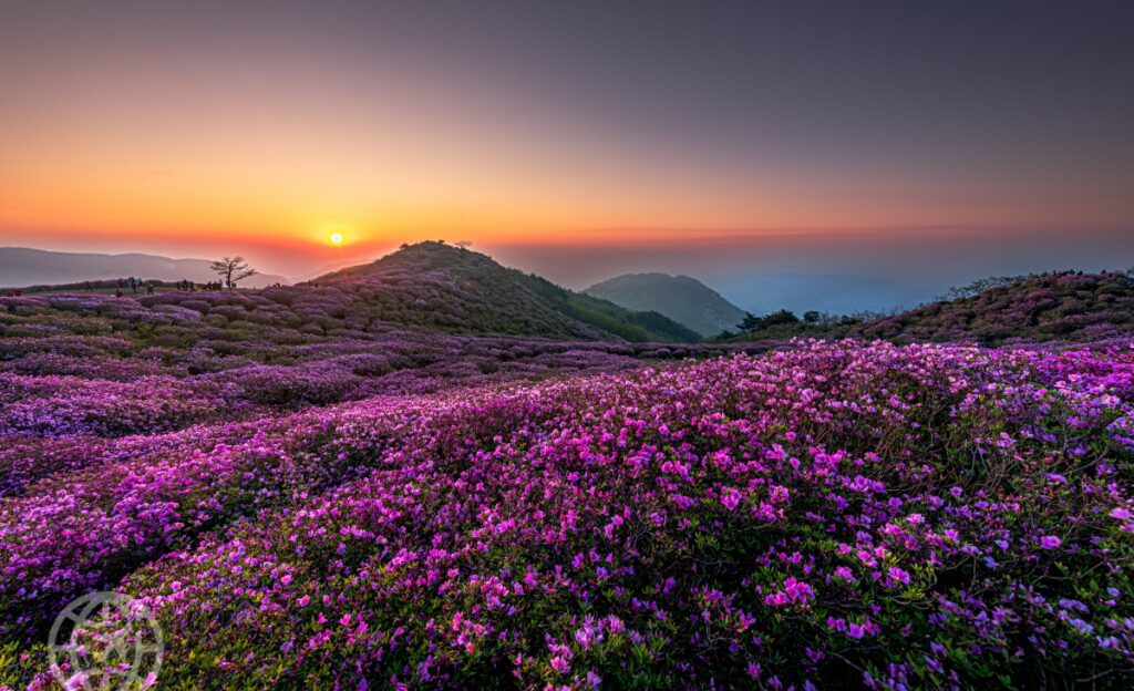 5월 경남 가볼만한 곳 추천, 2025 황매산 철쭉제 정보 총정리 (황매산 여행, 합천군 여행) 2 철쭉