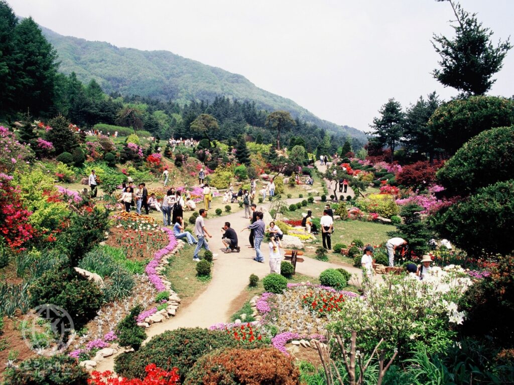 가평 아침고요수목원, 5천 종 식물 봄꽃 명소 (2025 봄꽃 페스타, 가평 여행, 가볼만한 곳) 1 가평