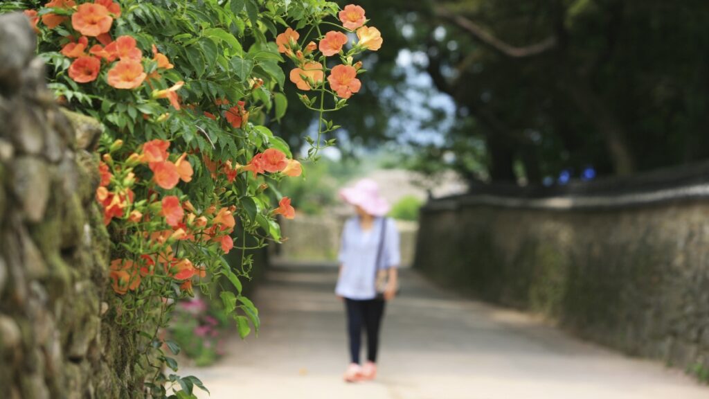 "걷기만 해도 행복"… 전통마을 담장 따라 걷는 '능소화 힐링명소', 교통편도 공개 4 능소화