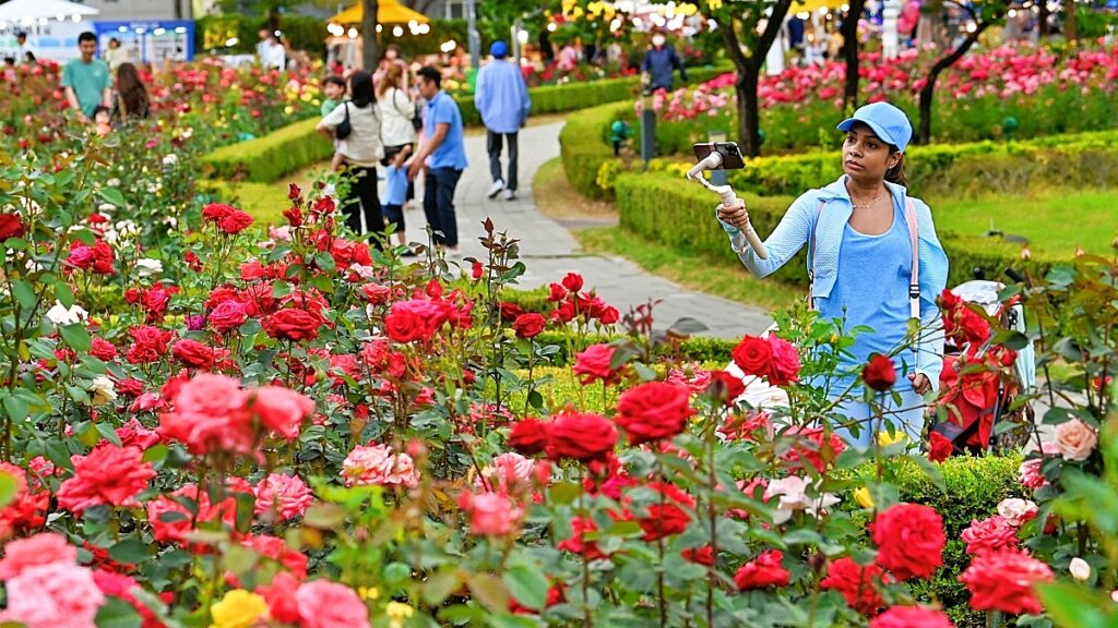 "6월에도 장미는 계속 핀다"… 연휴에 가기 딱 좋은 장미 축제 4 장미