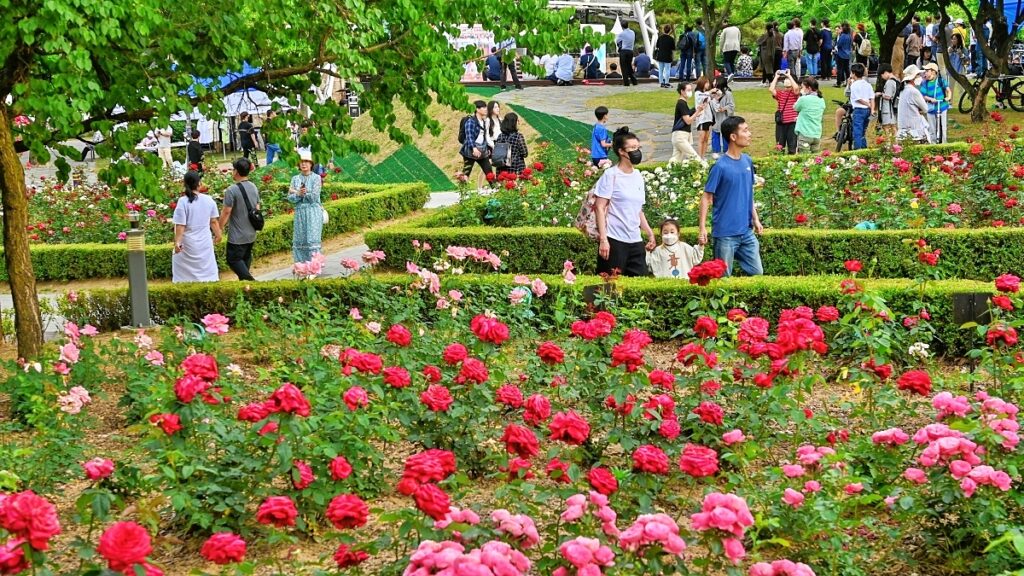 "6월에도 장미는 계속 핀다"… 연휴에 가기 딱 좋은 장미 축제 2 장미