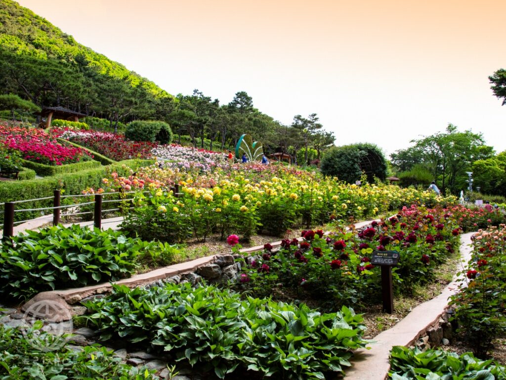 5월 장미 명소 어디? 인천 계양산 장미원 무료 개방 (인천 추천 여행지, 가볼만한 곳, 계양구) 2 계양산