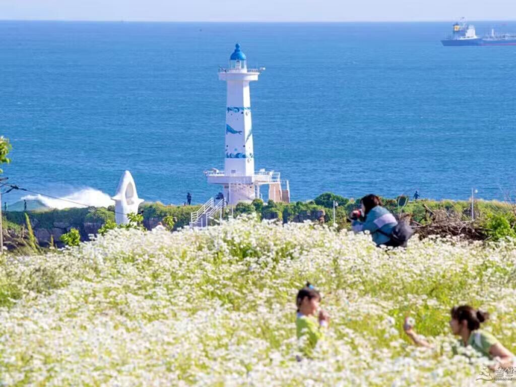 “숨겨져 있던 꽃 명소 대공개”… 바다 전망 품은 샤스타데이지 천국 2 샤스타데이지