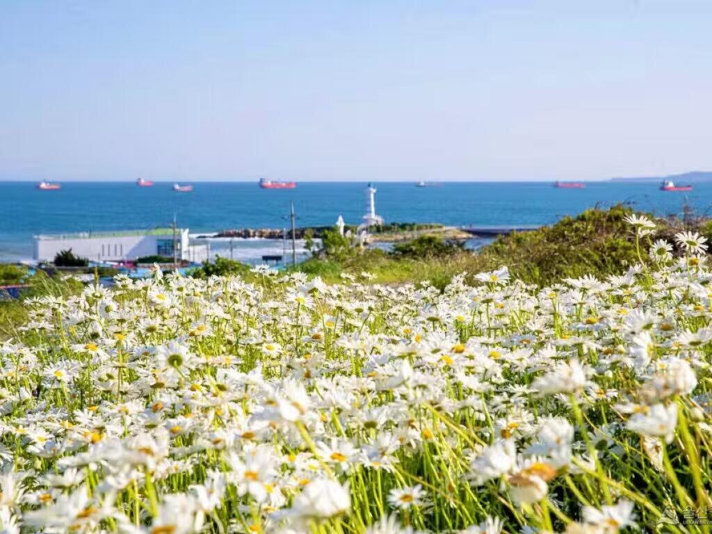“숨겨져 있던 꽃 명소 대공개”… 바다 전망 품은 샤스타데이지 천국 3 샤스타데이지