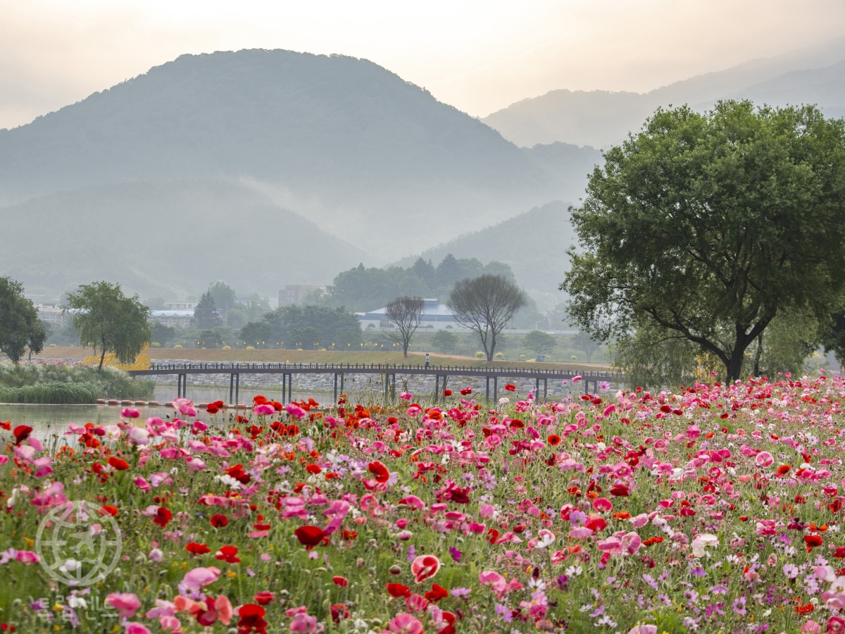 Five Rivers Spring Festival 장성 황룡강 꽃길축제, 뮤직페스티벌·체험코스까지 완벽 가이드 (5월 봄꽃 축제, 장성군 여행)