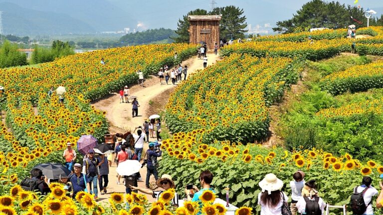해바라기