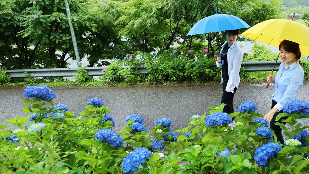 "숲 속에서 즐기는 수국 축제"… 수국과 물놀이를 동시에 즐긴다 3 수국