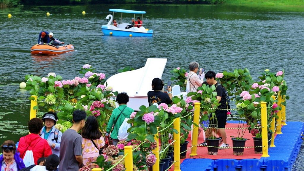 "숲 속에서 즐기는 수국 축제"… 수국과 물놀이를 동시에 즐긴다 4 수국