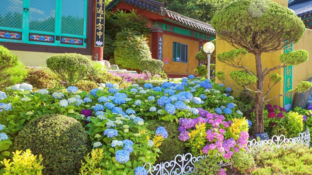 "조용한 힐링 명소로 딱이네"… 동네 주민만 아는 한적한 수국 명소 2 수국