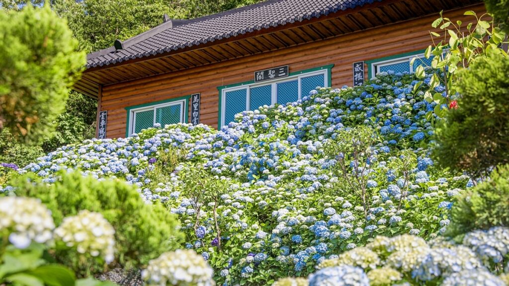 "조용한 힐링 명소로 딱이네"… 동네 주민만 아는 한적한 수국 명소 1 수국