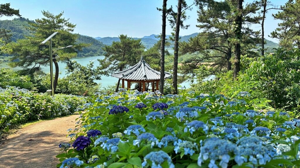 "오르는 길마다 수국이 한가득"… 한반도 지형 볼 수 있다는 전망대 2 수국