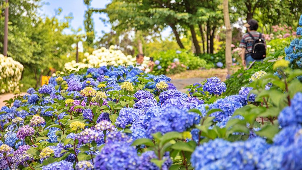 "수국 명소로 이런 곳이 있었어?"… 주민들만 안다는 수도권 '무료' 입장 수국 여행지 2 수국