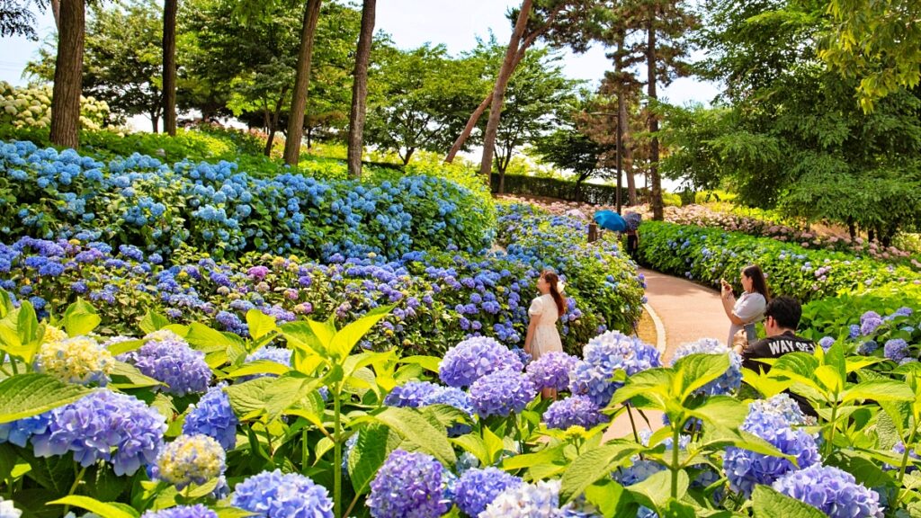 "수국 명소로 이런 곳이 있었어?"… 주민들만 안다는 수도권 '무료' 입장 수국 여행지 1 수국