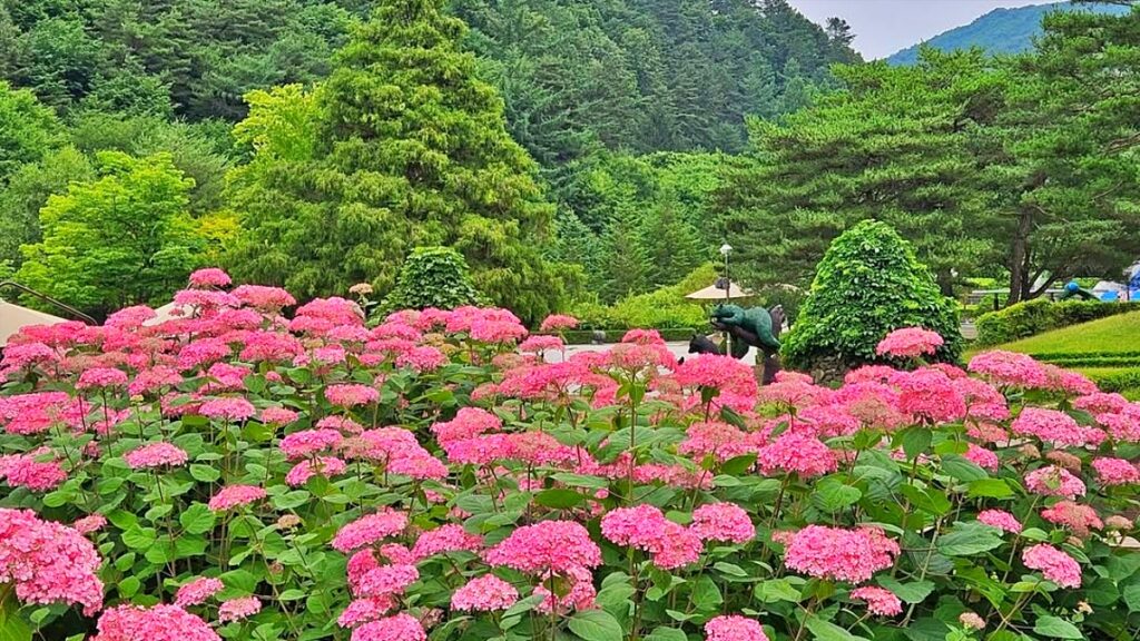 "입장료와 주차비 모두 '무료'"… 사람들이 잘 모르는 힐링 수국 테마 정원 3 수국