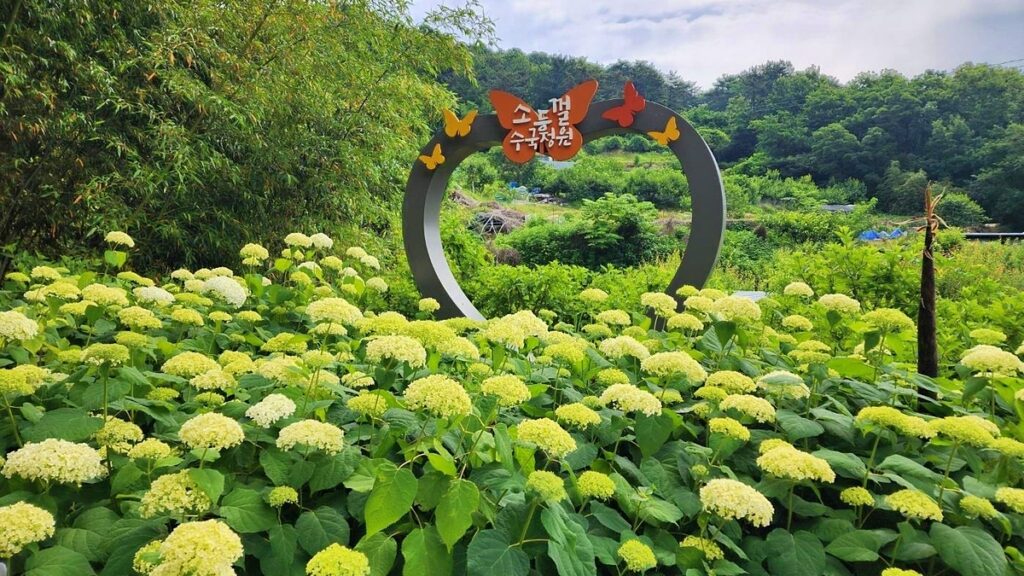 "쓰레기 치우고 수국을 가꿨더니"… 148명 거주하던 시골 마을, 6월 축제로 만난다 4 수국