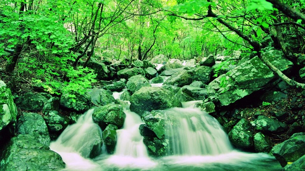 "차갑다 못해 얼음이 얼어요"... 올 여름 '무료'로 가기 좋은 계곡 1 계곡