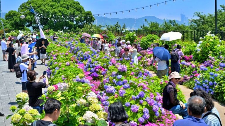 장생포 고래문화마을, 울산, 수국