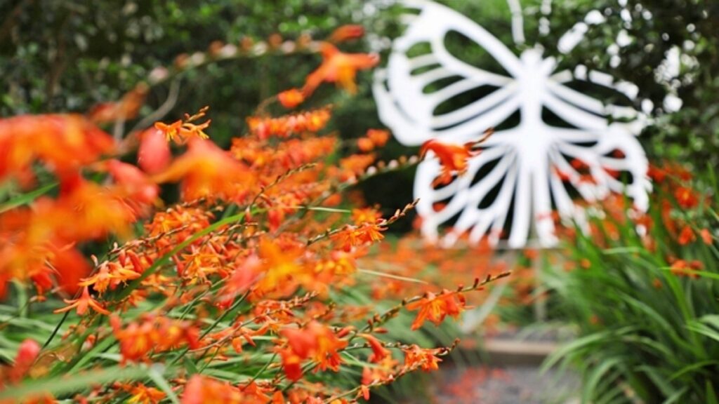 "국내에서 여기만 군락지 있어요"… 올해는 열리는 국내 유일 크로코스미아 꽃 축제 2 크로코스미아