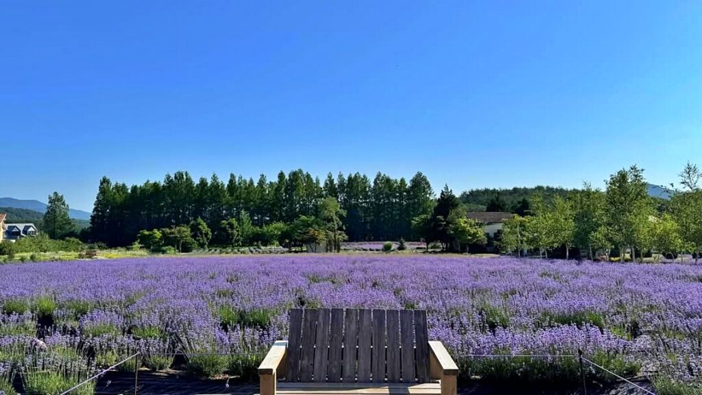"7월에도 라벤더는 계속 된다"… 지금이 가장 아름다운 라벤더 농장 2 라벤더