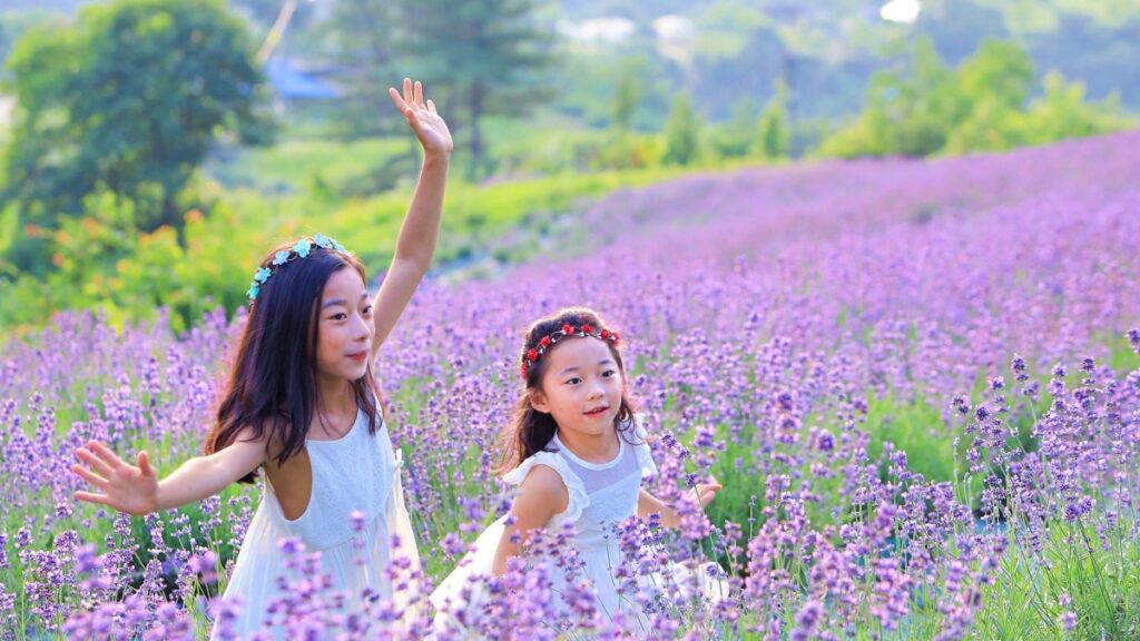 라벤더
