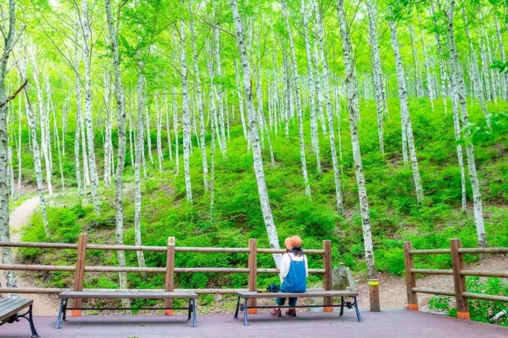 "북적이는 피서지 말고, 이런 숲 어때요?"... 지자체 추천 힐링 여행지 1 여행