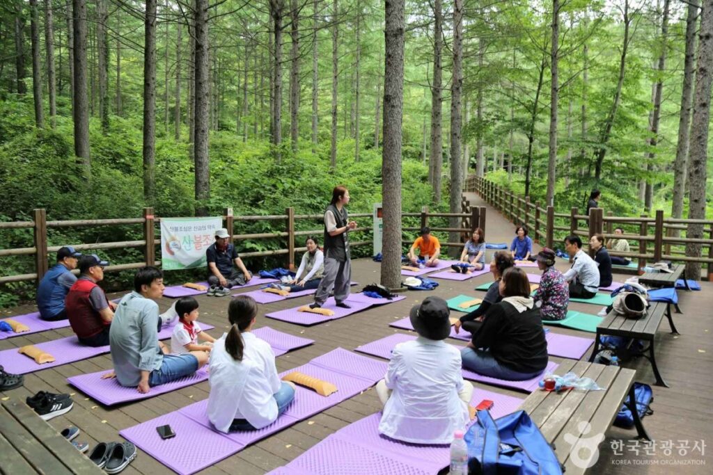 "북적이는 피서지 말고, 이런 숲 어때요?"... 지자체 추천 힐링 여행지 4 여행