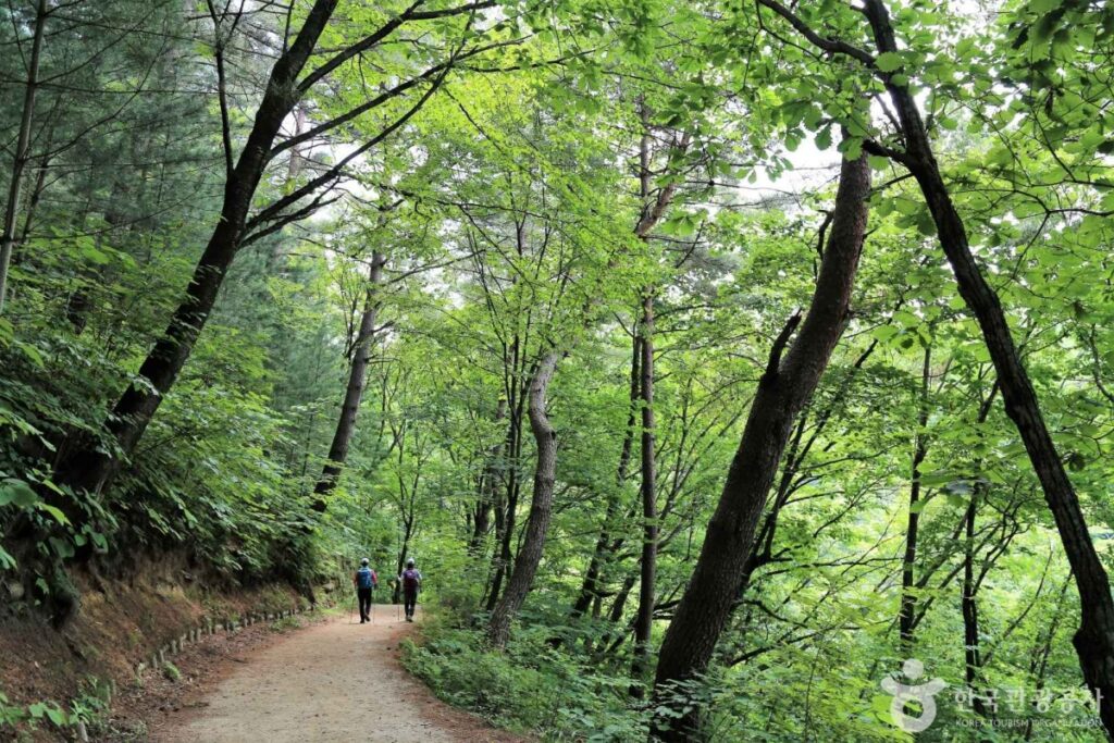 "북적이는 피서지 말고, 이런 숲 어때요?"... 지자체 추천 힐링 여행지 5 여행