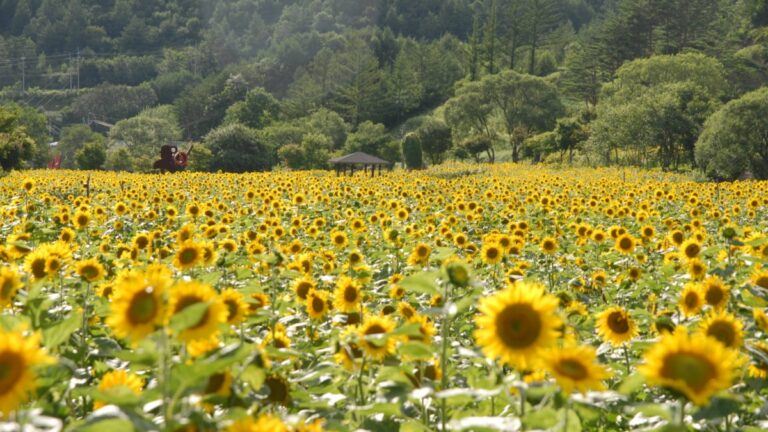 해바라기