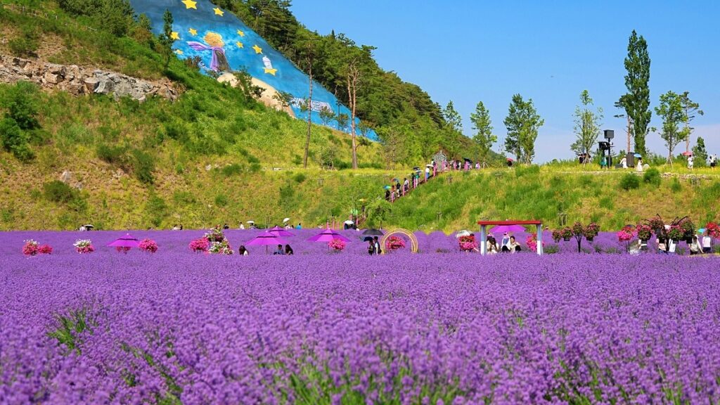 "야간 풍경까지 아름다워요"… 벌써 2만 명 넘게 다녀간 라벤더 축제 2 라벤더