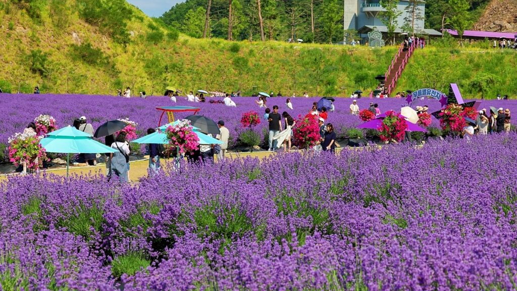 "야간 풍경까지 아름다워요"… 벌써 2만 명 넘게 다녀간 라벤더 축제 1 라벤더