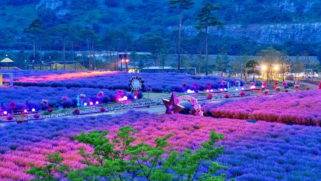 "야간 풍경까지 아름다워요"… 벌써 2만 명 넘게 다녀간 라벤더 축제 3 라벤더