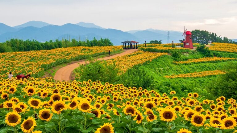 해바라기