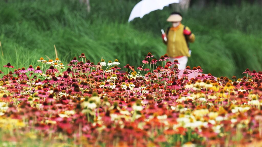 "흔하지 않은 꽃, '무료'로 이런 풍경을 보네"… 현재 에키네시아가 활짝 핀 수도권 여행지 1 에키네시아