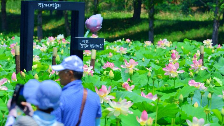 연꽃