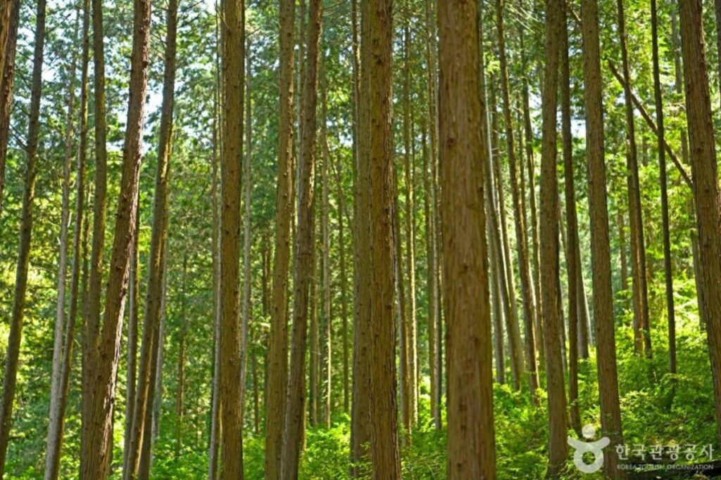 "아 여기가 영화 속 그 숲이었다니"... 자연이 숨 쉬는 편백나무 산책길 3 산책