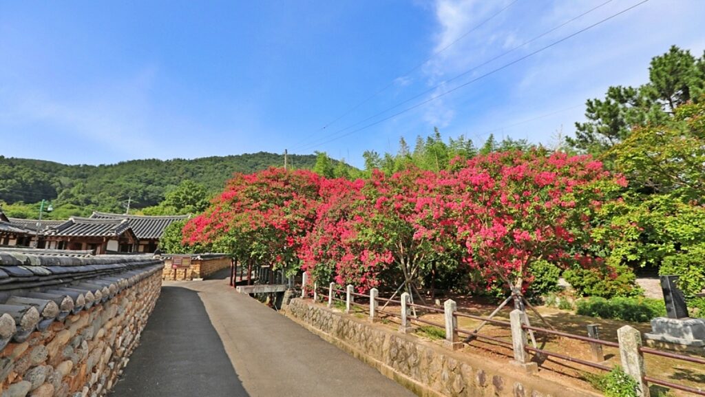 "여긴 잘 모를 걸요"… 사람들이 잘 모르는 배롱나무 명소 3 배롱나무