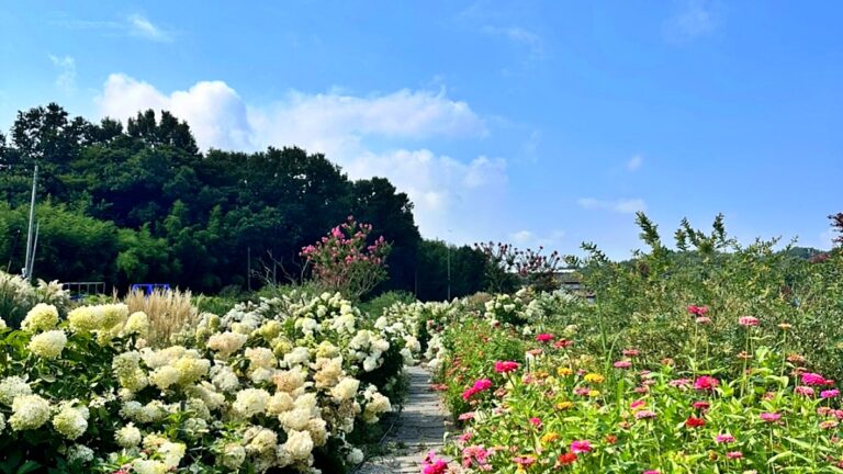 수국